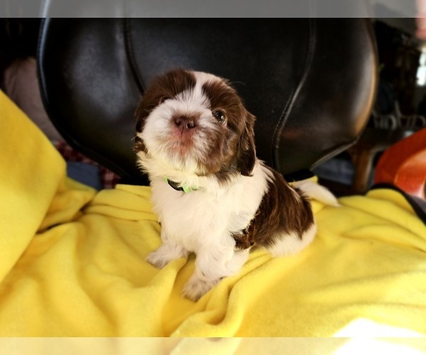 Medium Photo #3 Shih Apso Puppy For Sale in GOODYEAR, AZ, USA
