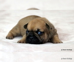 Small Photo #14 French Bulldog Puppy For Sale in WINNSBORO, TX, USA