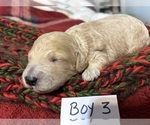 Puppy Puppy 7 Goldendoodle (Miniature)
