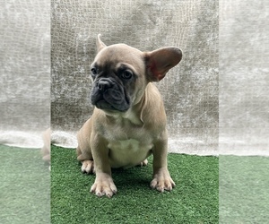 French Bulldog Puppy for sale in FOLSOM, CA, USA