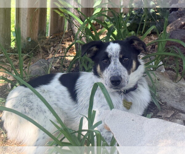 Medium Photo #9 Border Collie-Unknown Mix Puppy For Sale in Sandy, UT, USA