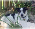 Small #8 Border Collie Mix