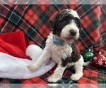 Puppy Willow Aussiedoodle