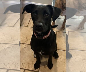 Labrador Retriever-Unknown Mix Dogs for adoption in Hillsboro, MO, USA