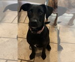 Bella M - Female Labrador Retriever-Unknown Mix Dog for Adoption - Small photo