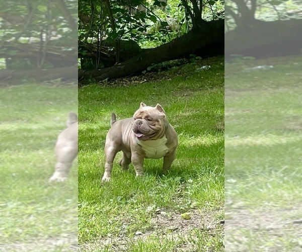 Medium Photo #1 American Bully Puppy For Sale in PHILADELPHIA, PA, USA