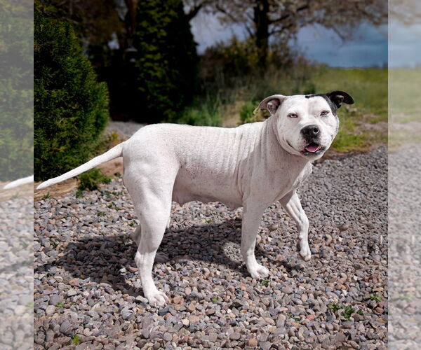 Medium Photo #4 American Staffordshire Terrier Puppy For Sale in Albuquerque, NM, USA