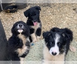 Small Photo #3 Border Collie Puppy For Sale in BLANCO, TX, USA