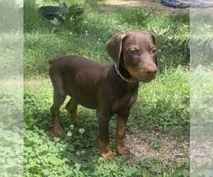 Doberman Pinscher Puppy for sale in THAYER, MO, USA