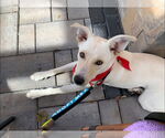 Small #1 Carolina Dog Mix
