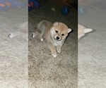 Small #3 Shiba Inu