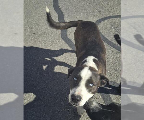 Medium Photo #1 Labrador Retriever-Unknown Mix Puppy For Sale in San Antonio, TX, USA