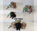 Image preview for Ad Listing. Nickname: Litter of 3