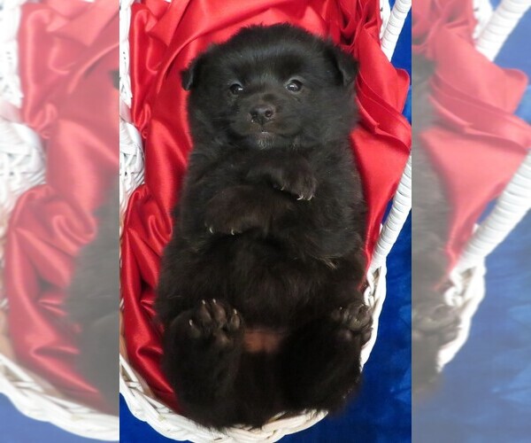 Medium Photo #3 Poo-Shi Puppy For Sale in HARTVILLE, MO, USA