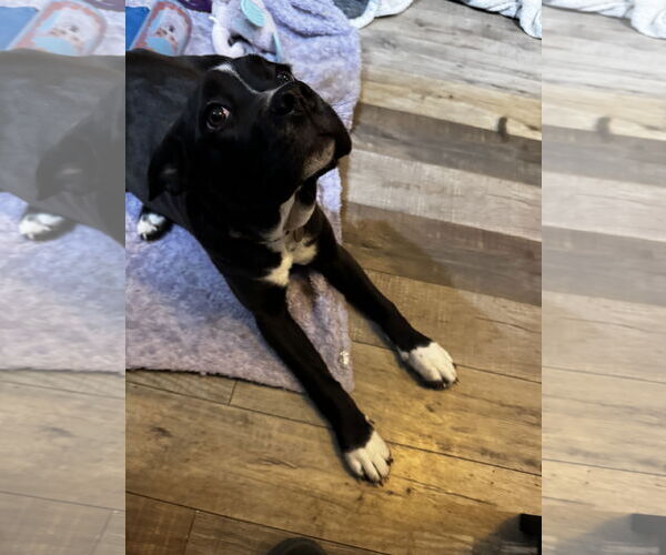 Medium Photo #4 Boxer-Unknown Mix Puppy For Sale in Kankakee, IL, USA