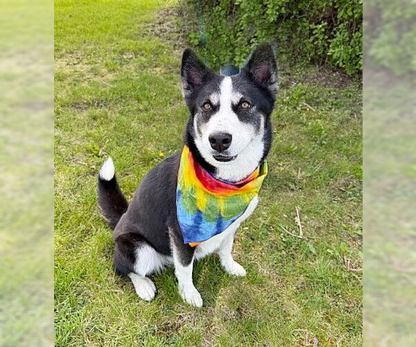 Medium Photo #8 Huskies -Unknown Mix Puppy For Sale in Genesee, WI, USA