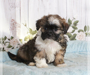 Lhasa Apso Puppy for sale in PENNS CREEK, PA, USA