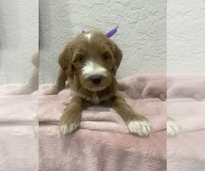 -Goldendoodle Mix Puppy for Sale in CLEARWATER, Florida USA