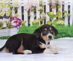 Small Mutt