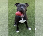 Small #8 American Staffordshire Terrier