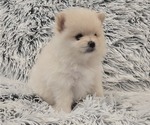 Small #2 Pomeranian