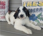 Small Photo #5 Saint Berdoodle Puppy For Sale in LEWISBURG, KY, USA