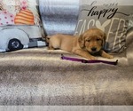 Small #6 Golden Retriever
