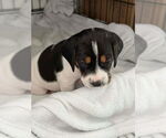 Small #10 Beagle Mix