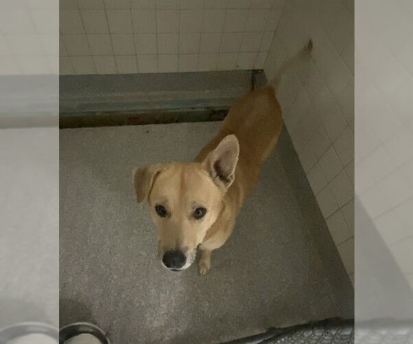 Medium Photo #1 Labrador Retriever-Unknown Mix Puppy For Sale in Pasadena, TX, USA