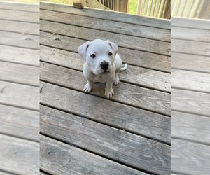 American Bulldog Puppy for sale in HEDGESVILLE, WV, USA