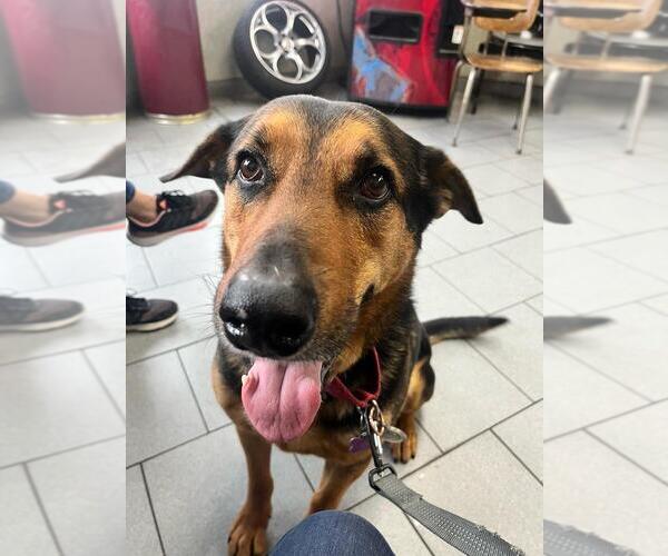 Medium Photo #6 Mutt Puppy For Sale in New York, NY, USA