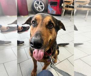 Cyrus (TX) - Male Mutt Dog for Adoption - Photo #6