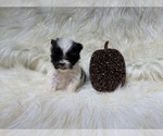 Small Photo #46 Shiranian Puppy For Sale in HAYWARD, CA, USA