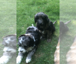 Small Photo #4 Aussiedoodle Puppy For Sale in COMMERCE, MI, USA