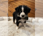 Puppy 8 Australian Shepherd