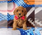 Small Photo #3 Cavapoo-Poodle (Miniature) Mix Puppy For Sale in NEW PROVIDENCE, PA, USA
