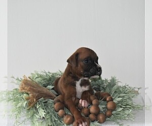 Boxer Puppy for sale in SENECA FALLS, NY, USA