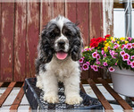 Small Photo #1 Cocker Spaniel Puppy For Sale in WAKARUSA, IN, USA