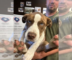 American Pit Bull Terrier-Siberian Husky Mix Dogs for adoption in Stockton, CA, USA