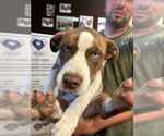 Small American Pit Bull Terrier-Siberian Husky Mix