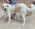 Small #2 Great Pyrenees Mix