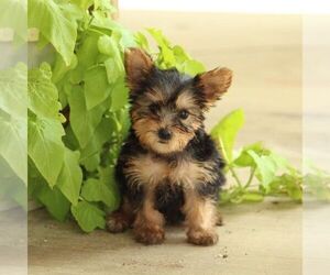 Yorkshire Terrier Puppy for sale in ROBESONIA, PA, USA