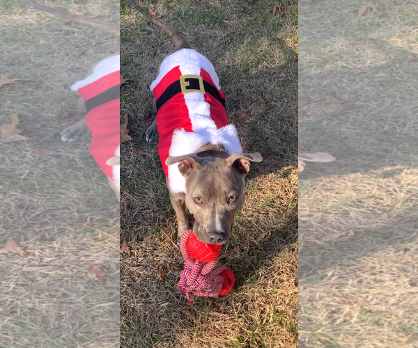 Medium Photo #2 Mutt Puppy For Sale in Rockville, MD, USA