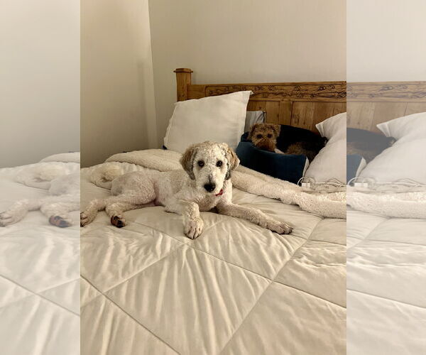 Medium Photo #6 Mutt Puppy For Sale in Sandy, UT, USA