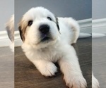 Small Photo #6 Great Pyrenees Puppy For Sale in LAS VEGAS, NV, USA