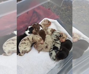 Australian Shepherd Puppy for sale in VANCOUVER, WA, USA