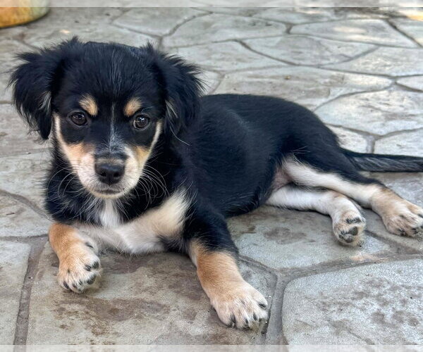 Medium Photo #5 Chihuahua-Colonial Cocker Spaniel Mix Puppy For Sale in Corona, CA, USA