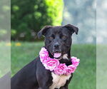 Small #1 Labrador Retriever Mix