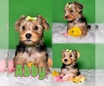 Puppy Abby Yorkshire Terrier