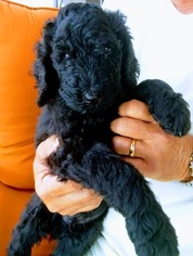 Poodle (Standard) Puppy for sale in LAKE HAVASU CITY, AZ, USA